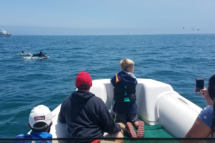 Private Dolphin and Whale Watching Tour in Newport Beach - Photo 1 of 10